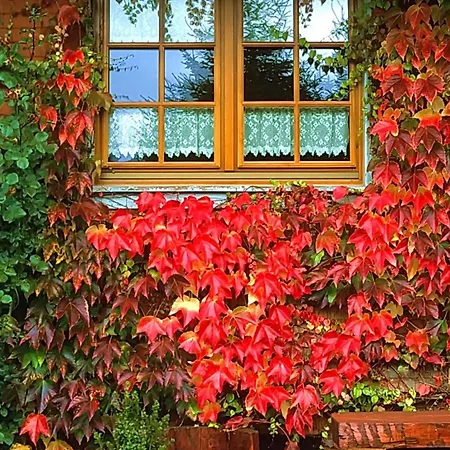 Pensionat Haus Am Tannenhain 3*